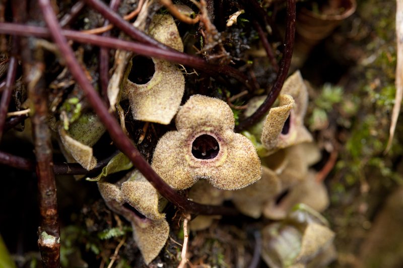 Asarum taipingshanianum, photographed by Cheng-Tao Lin