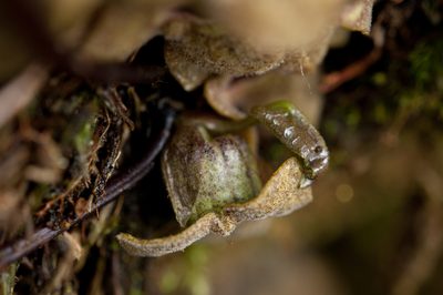 Asarum taipingshanianum, photographed by Cheng-Tao Lin