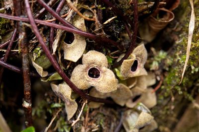 Asarum taipingshanianum, photographed by Cheng-Tao Lin