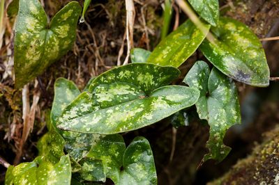 Asarum taipingshanianum, photographed by Cheng-Tao Lin
