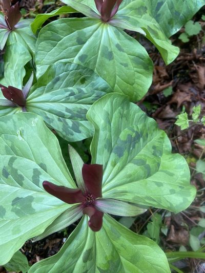 Trillium kurabayashii, photographed by Brandon Wheeler