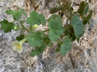 Mabrya acerifolia, photographed by Kenzie Anderson-Bell