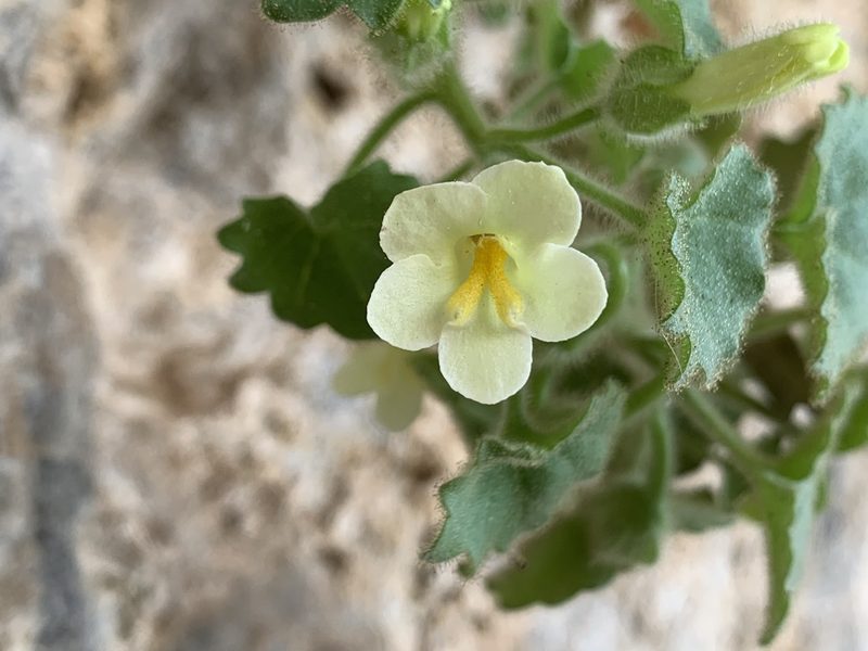 Mabrya acerifolia, photographed by Kenzie Anderson-Bell