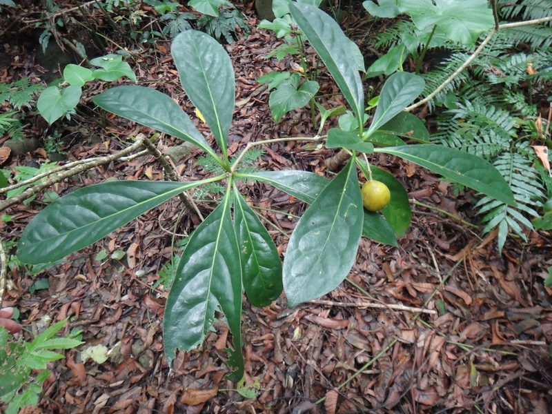 Pittosporum moluccanum, photographed by 呂一起(Lyu yi-chi)