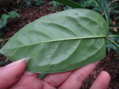 Pittosporum moluccanum, photographed by 呂一起(Lyu yi-chi)