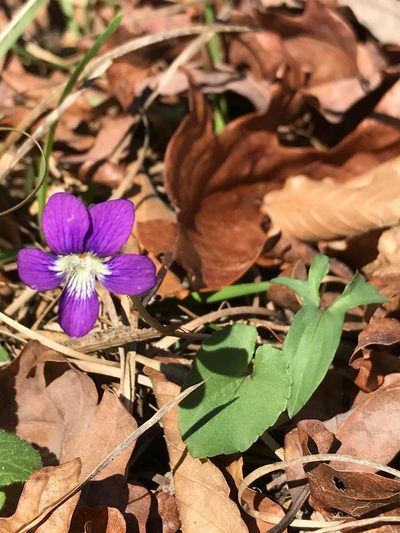 Viola palmata, photographed by Laura Clark