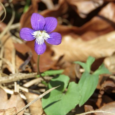 Viola palmata, photographed by Laura Clark