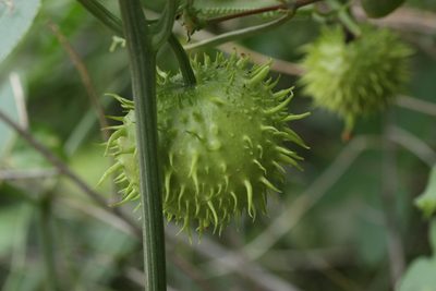 Marah gilensis, photographed by Andrew Meeds
