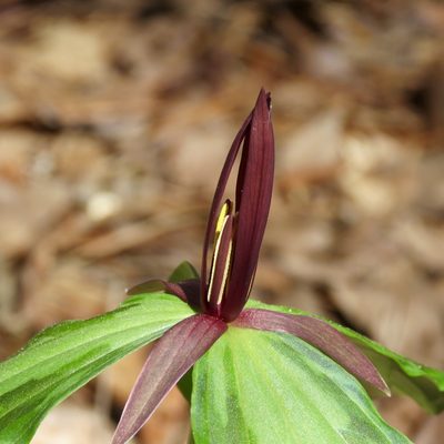 Trillium gracile, photographed by Laura Clark