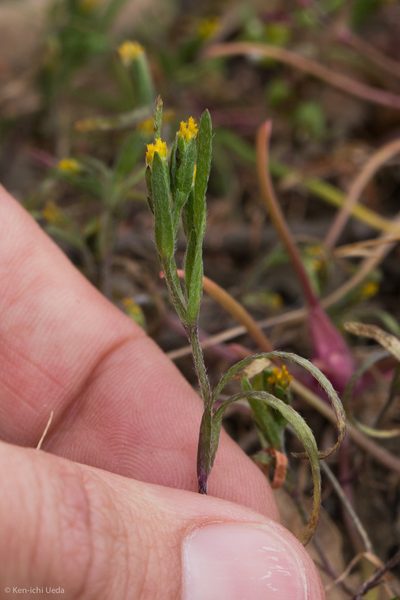 Lasthenia microglossa, photographed by Ken-ichi Ueda