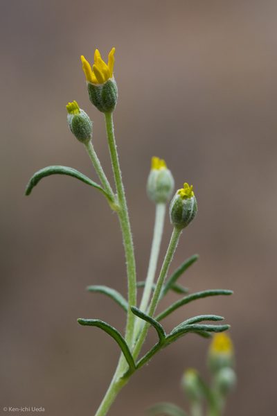 Eriophyllum jepsonii, photographed by Ken-ichi Ueda