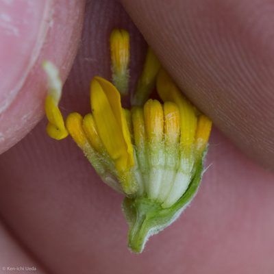 Eriophyllum jepsonii, photographed by Ken-ichi Ueda