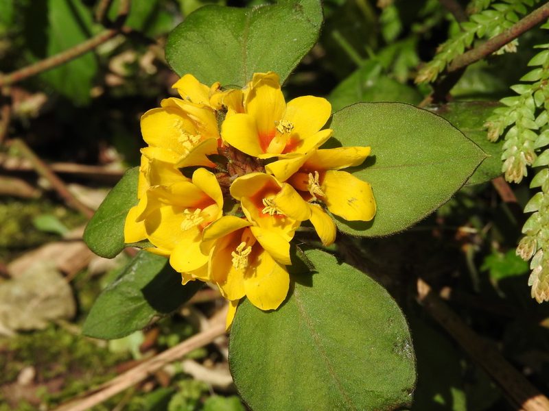 Lysimachia congestiflora, photographed by Alexis López Hernández
