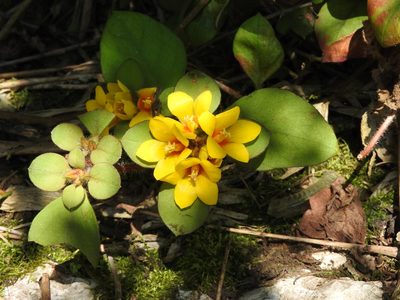 Lysimachia congestiflora, photographed by Alexis López Hernández