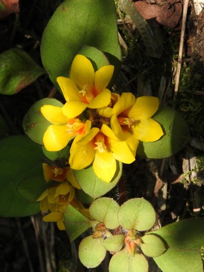 Lysimachia congestiflora, photographed by Alexis López Hernández