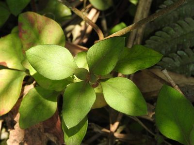 Lysimachia congestiflora, photographed by Alexis López Hernández