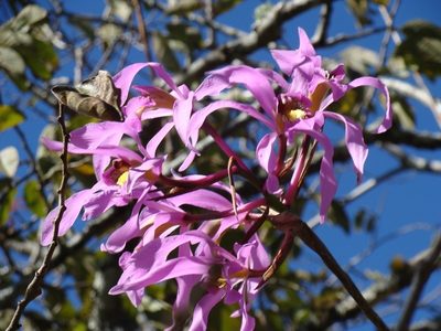 Laelia superbiens, photographed by Alexis López Hernández
