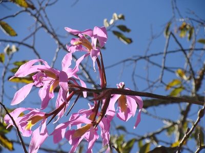 Laelia superbiens, photographed by Alexis López Hernández