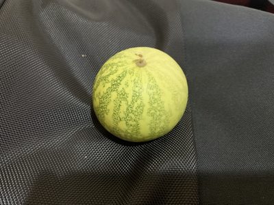 Citrullus colocynthis, photographed by helmut55