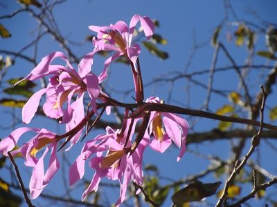 Laelia superbiens, photographed by Alexis López Hernández