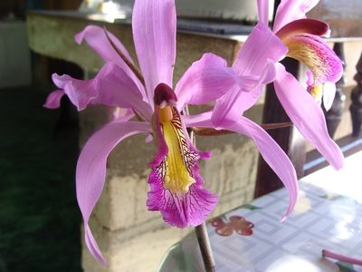 Laelia superbiens, photographed by Alexis López Hernández