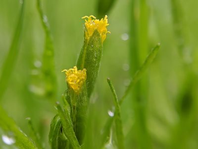 Lasthenia microglossa, photographed by Alex Heyman