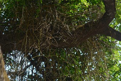 Dendrobium herbaceum, photographed by S.MORE