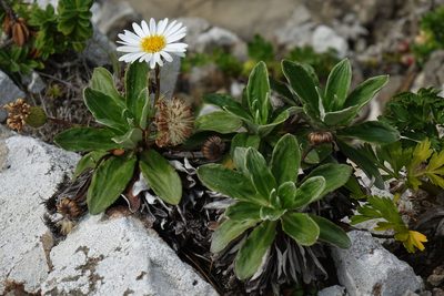 Celmisia lindsayi, photographed by John Barkla