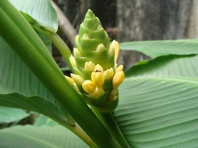 Goeppertia macrosepala, photographed by Alexis López Hernández