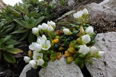 Gentianella saxosa, photographed by John Barkla