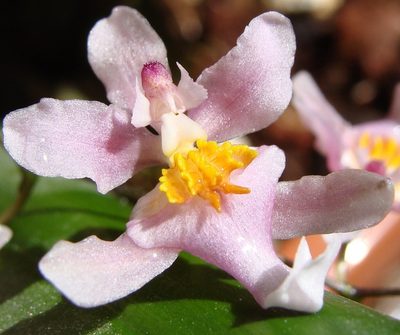 Oncidium sotoanum, photographed by Alexis López Hernández