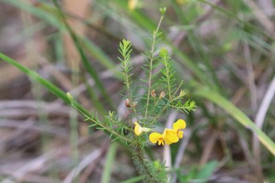 Dillwynia retorta, photographed by Richard Fuller