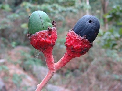 Ocotea sinuata, photographed by Alexis López Hernández