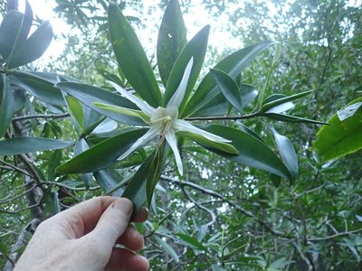Pelliciera rhizophorae, photographed by Rob Foster
