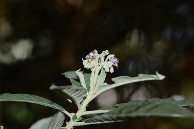 Solanum giganteum, photographed by S.MORE