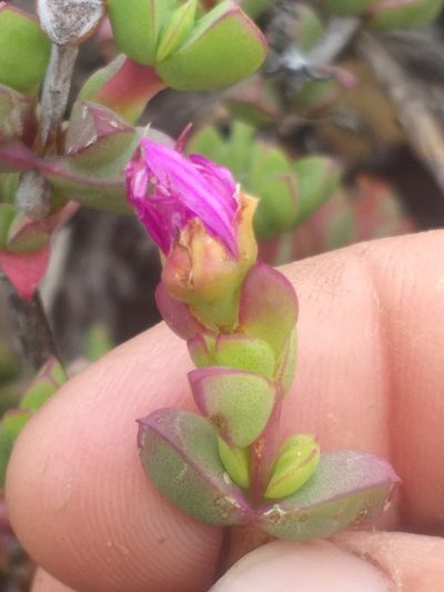 Ruschia leptocalyx, photographed by kevin koen