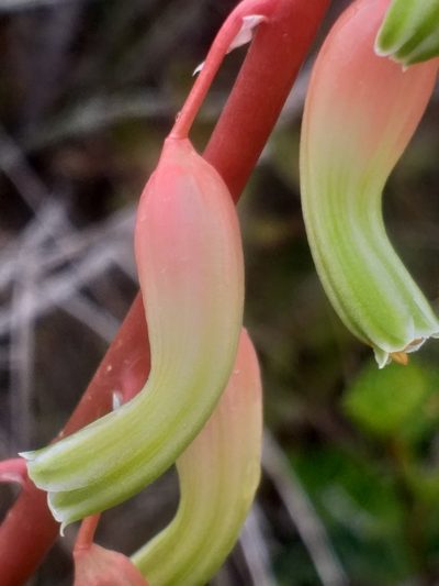 Gasteria carinata, photographed by kevin koen