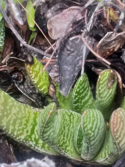 Gasteria carinata, photographed by kevin koen