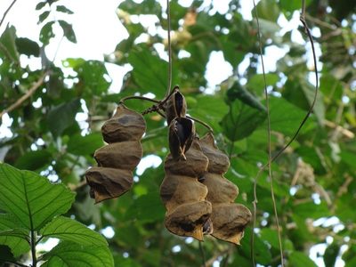 Mucuna holtonii, photographed by Alexis López Hernández