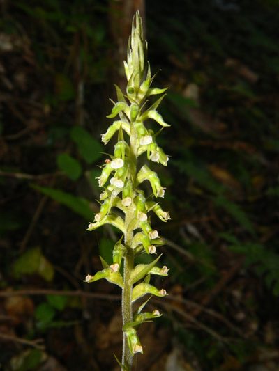 Cyclopogon elatus, photographed by Louis Imbeau