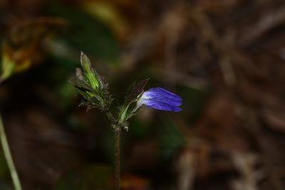 Cynarospermum asperrimum, photographed by S.MORE