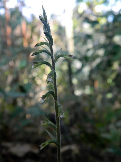 Cyclopogon cranichoides, photographed by Louis Imbeau