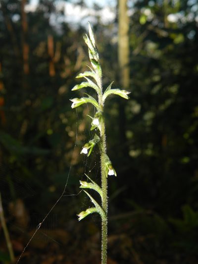 Cyclopogon cranichoides, photographed by Louis Imbeau