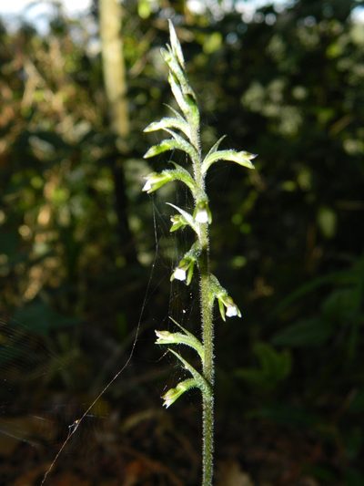 Cyclopogon cranichoides, photographed by Louis Imbeau