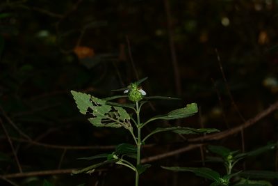 Leucas ciliata, photographed by S.MORE