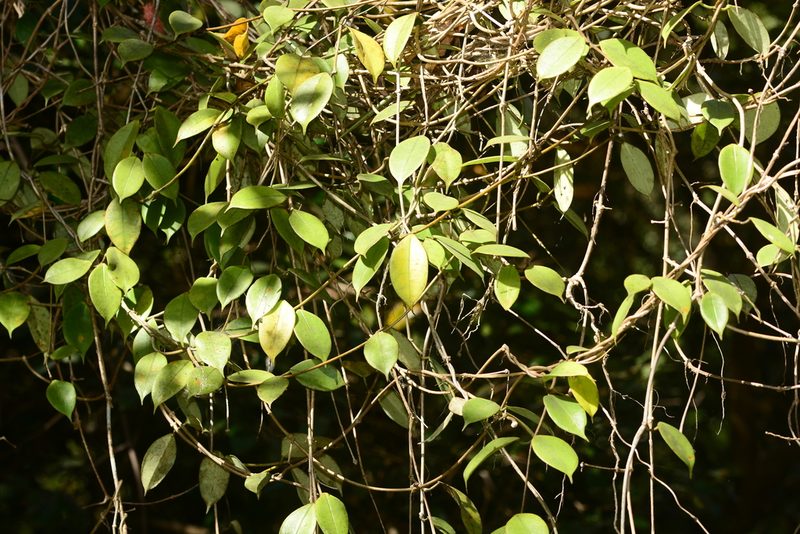 Hoya wightii, photographed by S.MORE