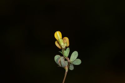 Smithia bigemina, photographed by S.MORE