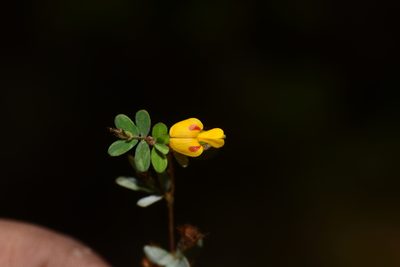 Smithia bigemina, photographed by S.MORE