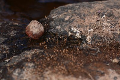 Dalzellia ceylanica, photographed by S.MORE