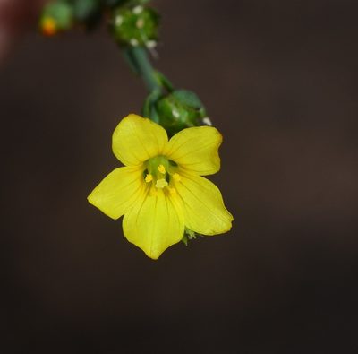 Linum mysorense, photographed by S.MORE